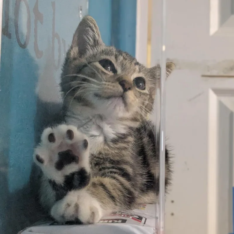 Toebean thumbnail 4