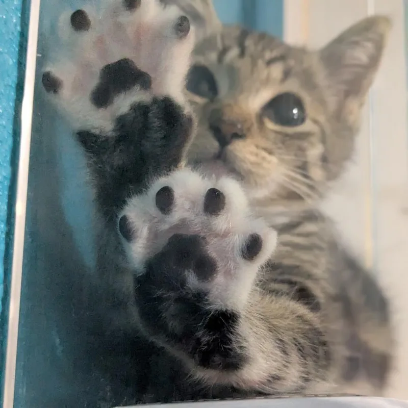 Toebean thumbnail 5