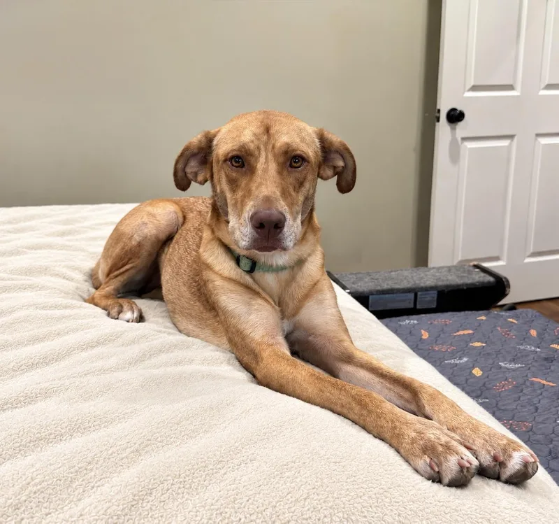 A young medium-sized female Labrador Retriever dog named Harley for adoption in Douglas, GA