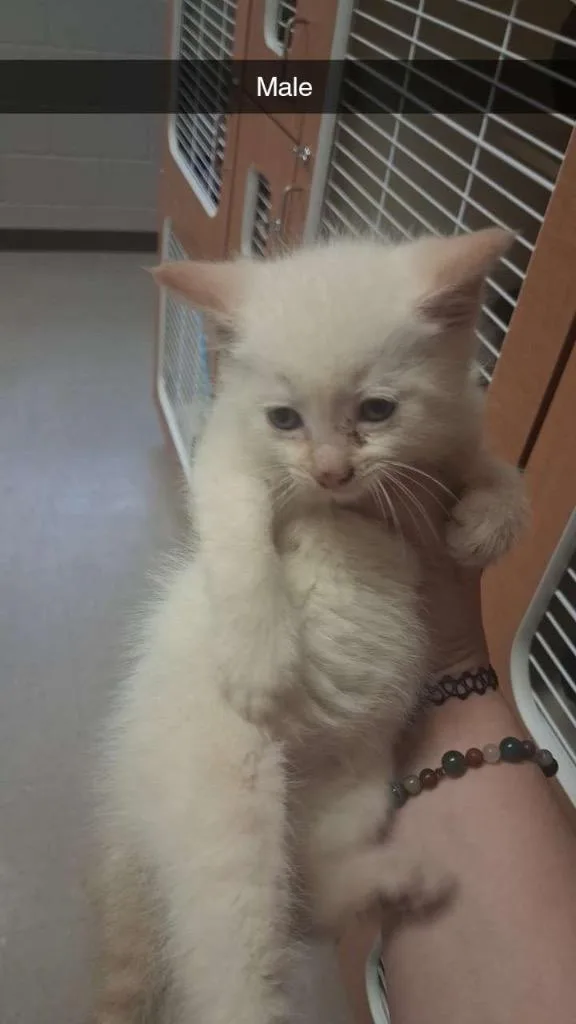 A baby small-sized male Domestic Short Hair cat named Thorn for adoption in Burnsville, NC