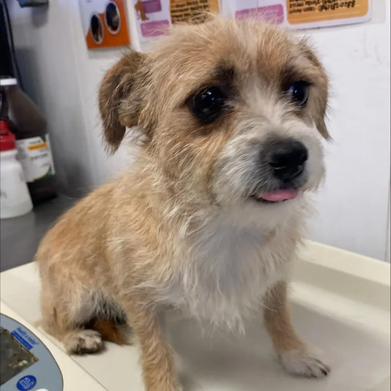 An adult small-sized female Yellow / Tan / Blond / Fawn Terrier dog named Alice for adoption in Amarillo, TX