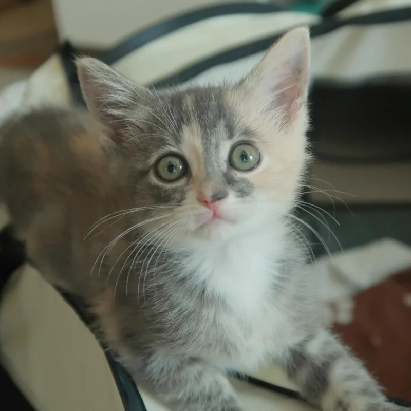 Sesame
