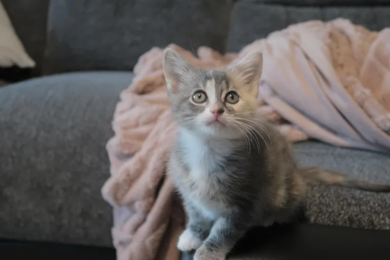 Sesame thumbnail 3