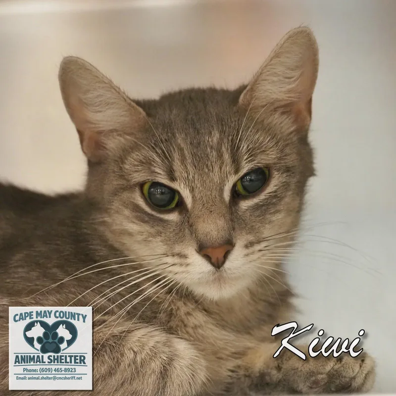 A young medium-sized female Domestic Short Hair cat named Kiwi for adoption in Cape May Court House, NJ