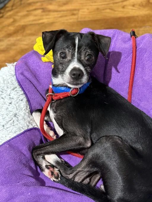 Lil Richie thumbnail 3