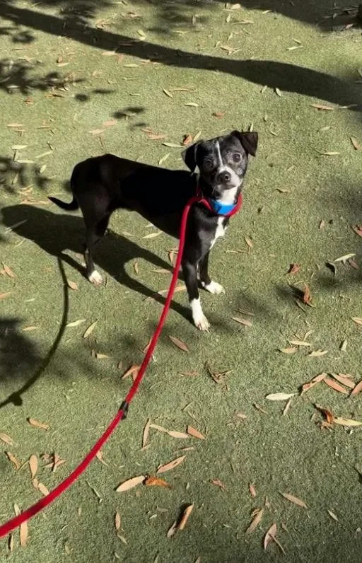 Lil Richie thumbnail 4