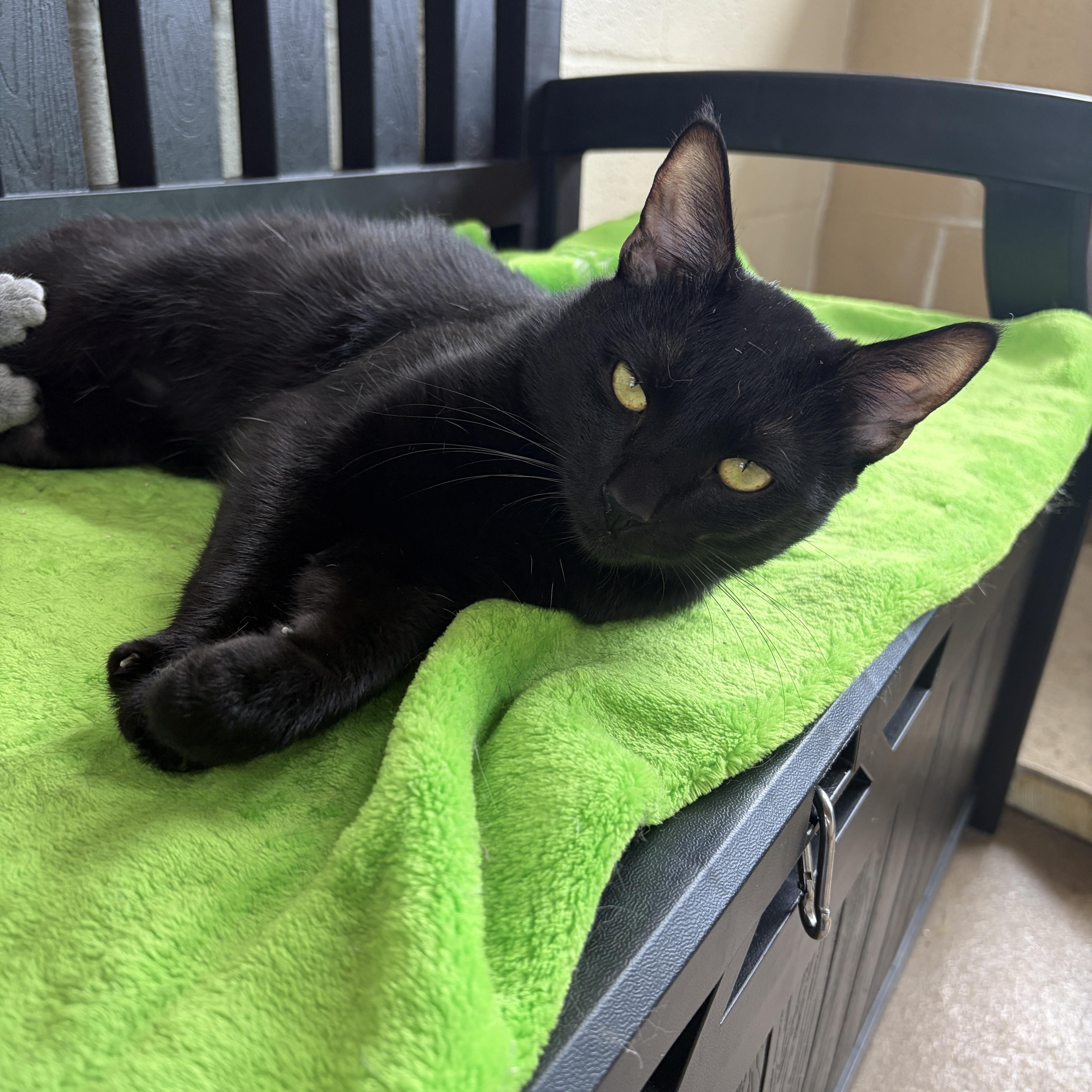 A young medium-sized male Black Domestic Short Hair cat named Sol for adoption in Winchester, VA