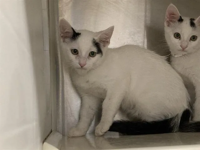 A baby small-sized male Domestic Short Hair cat named Ted for adoption in Tustin, CA