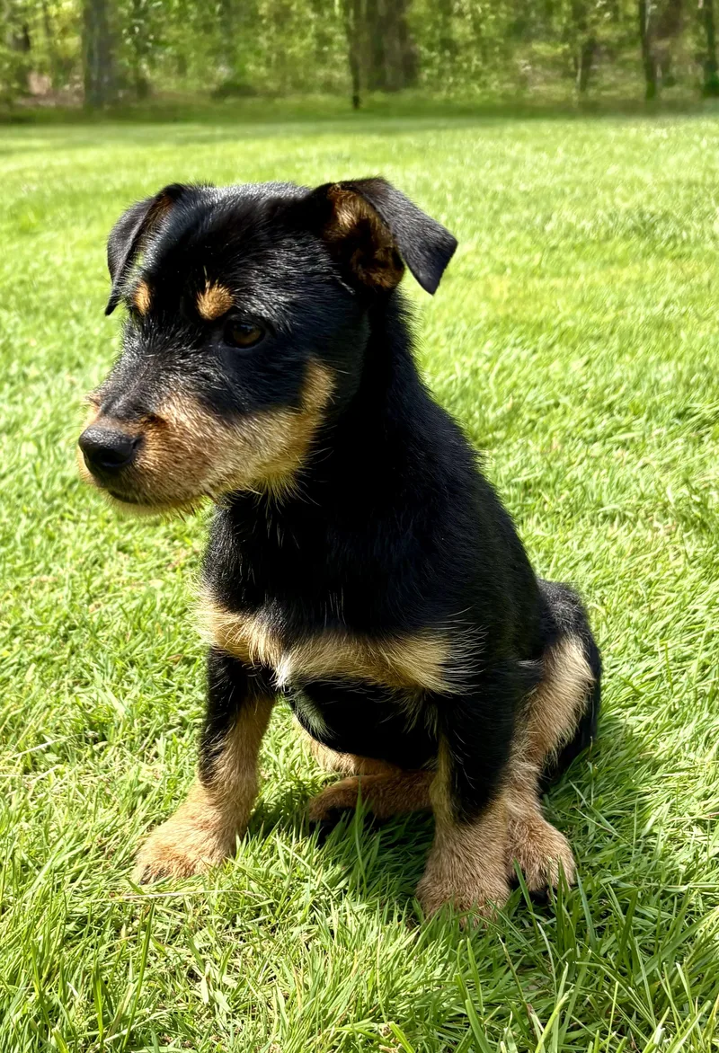 A baby small-sized female Tricolor (Brown, Black, & White) Chihuahua dog named Daisy for adoption in Chesterfield, MI