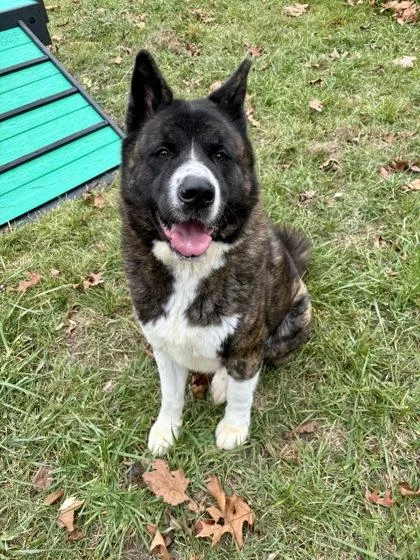 A young extra large-sized male Akita dog named Bruno for adoption in Cumberland, MD