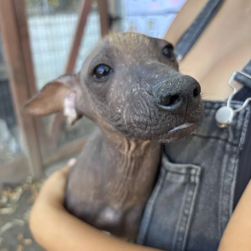 A baby small-sized male Black Xoloitzcuintli / Mexican Hairless dog named Pebble for adoption in Sonoma, CA