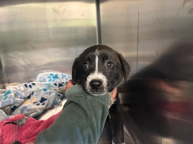 A baby small-sized female Border Collie dog named Julie for adoption in Grand Prairie, TX