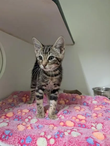 An adult small-sized male Domestic Short Hair cat named Milo for adoption in Mansfield, TX