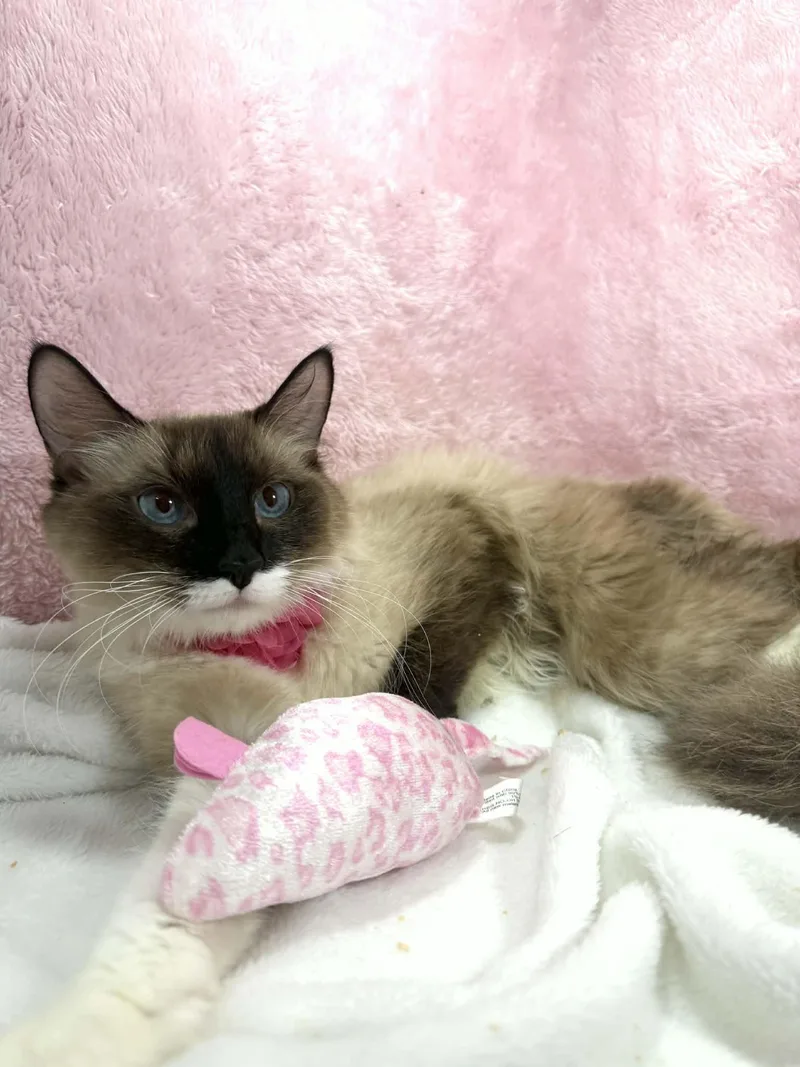 Lily Pad thumbnail 2