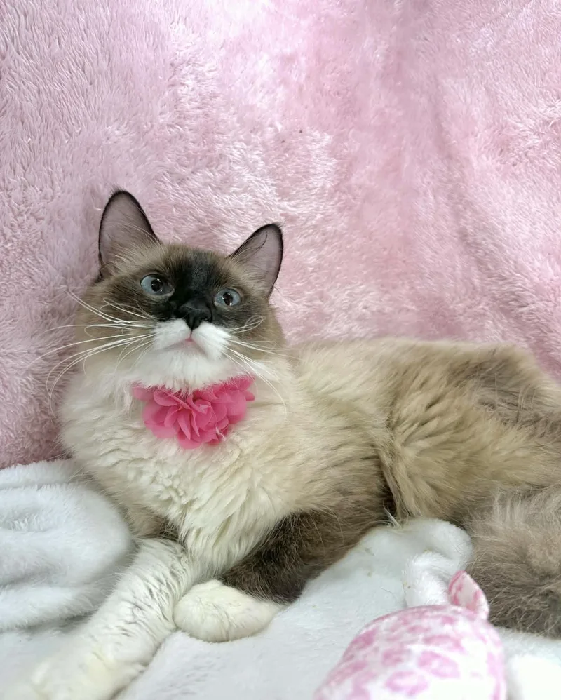 Lily Pad thumbnail 3