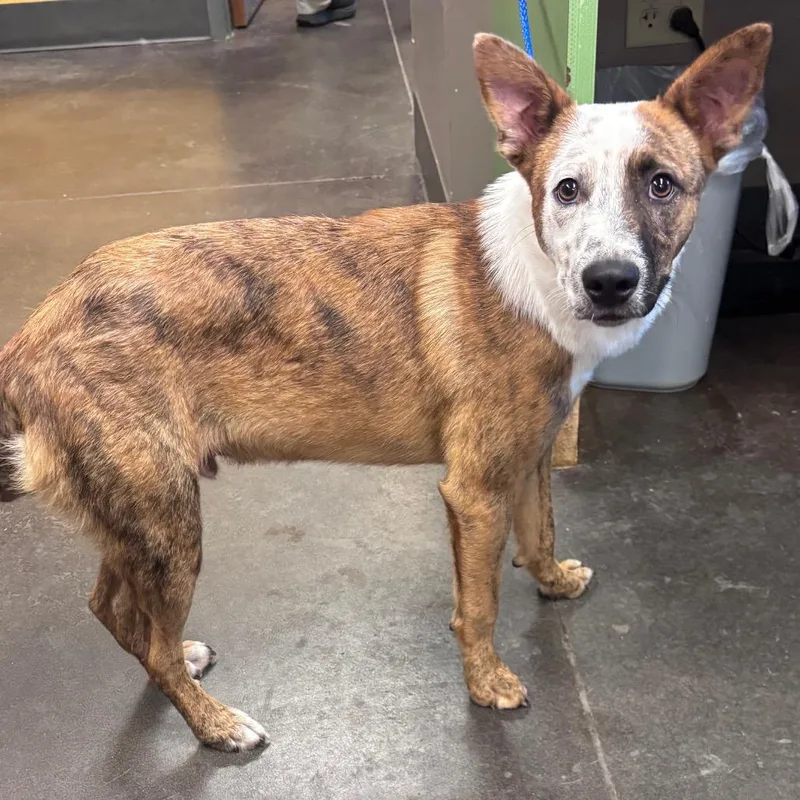 A young medium-sized male Cattle Dog dog named Durango for adoption in Norman, OK
