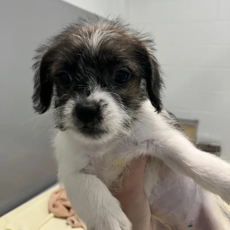 A baby small-sized female Brown / Chocolate Mixed Breed dog named Estrella for adoption in Naples, FL