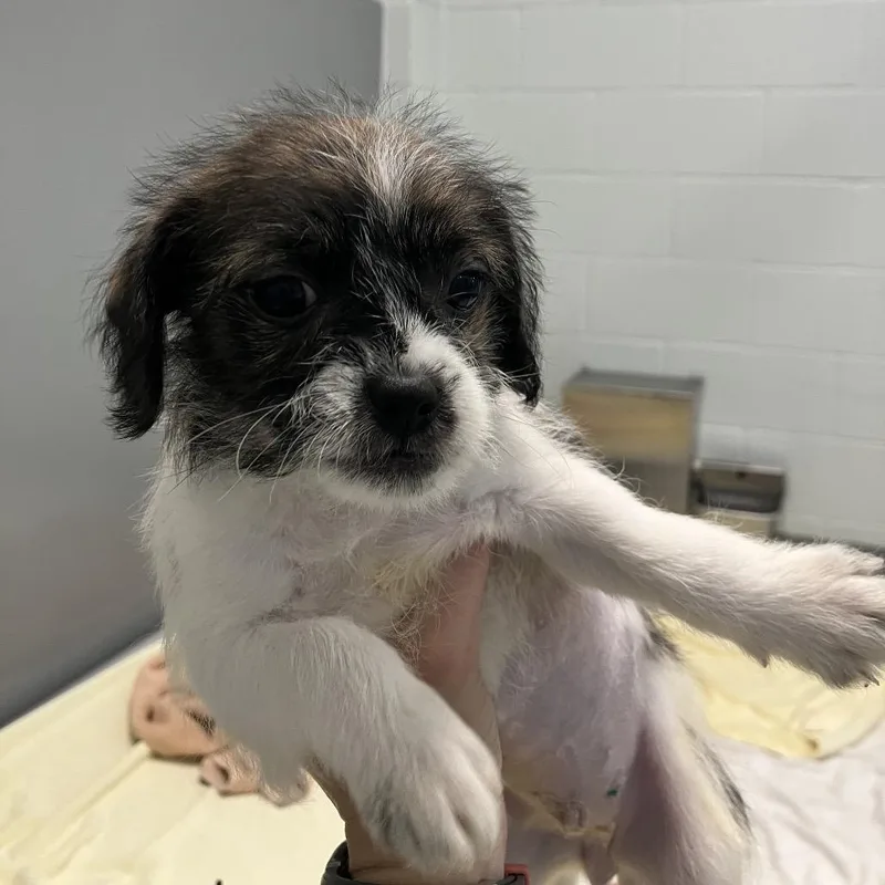 Estrella thumbnail 2