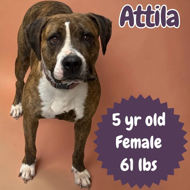 Attila