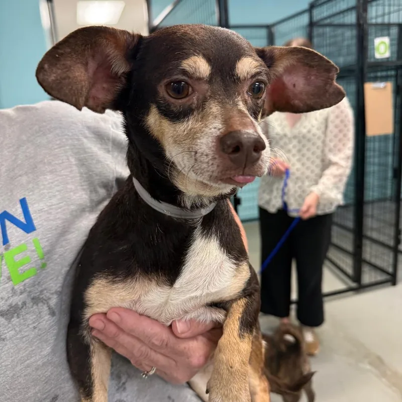 An adult small-sized male Black Chihuahua dog named Donnie for adoption in Houston, TX