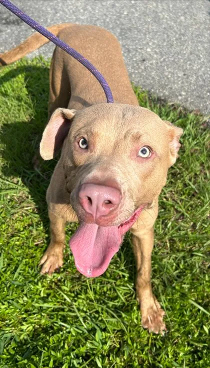 A young medium-sized male Pit Bull Terrier dog named Herman for adoption in Savannah, GA