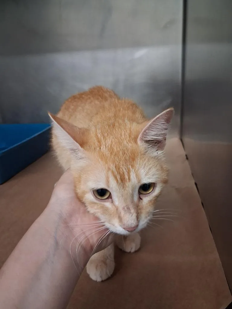 A young medium-sized female Domestic Short Hair cat named Dale for adoption in Cartersville , GA