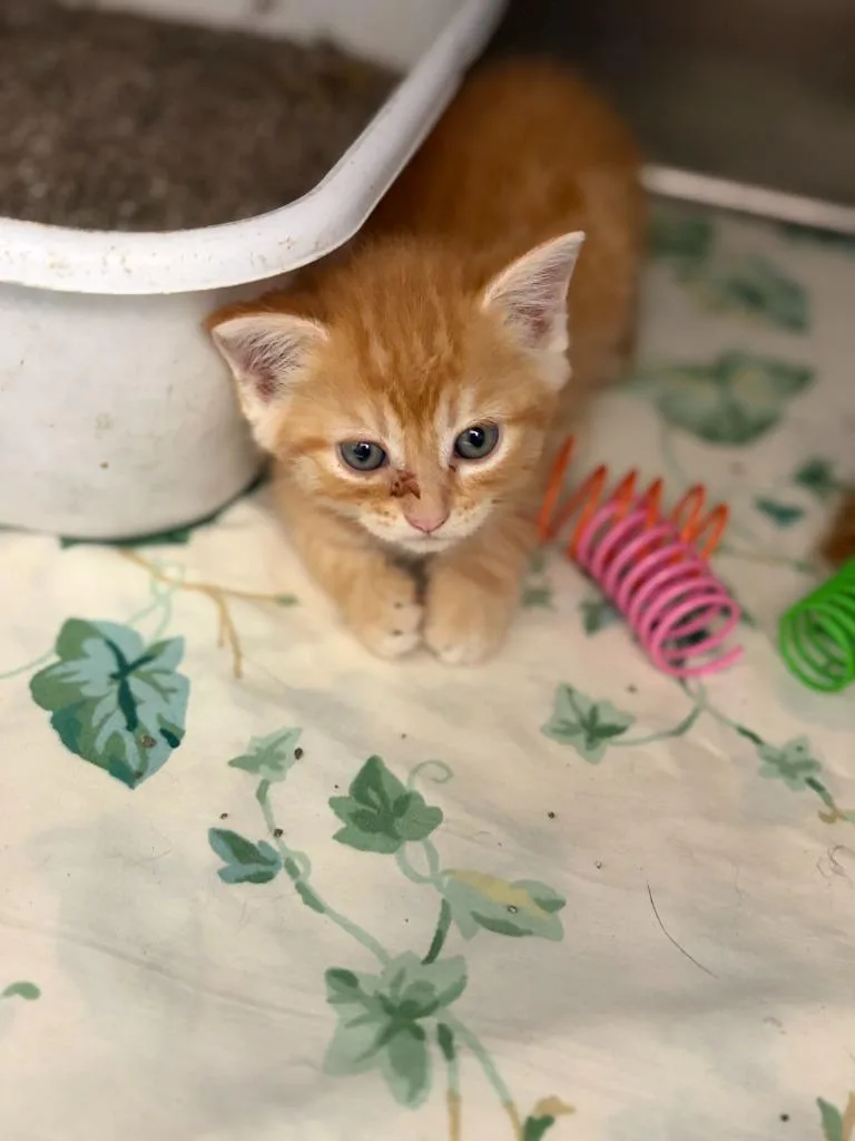 A baby medium-sized female Domestic Short Hair cat named Ivy for adoption in Portland, IN