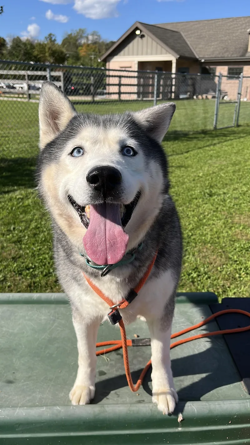 A senior large-sized male Siberian Husky dog named Lobo for adoption in Quakertown, PA