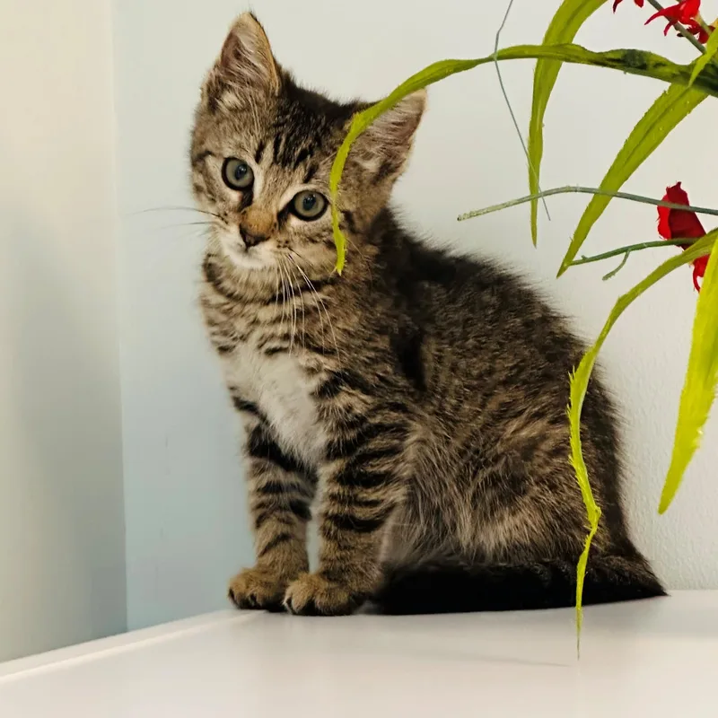 A young medium-sized female Tabby (Brown / Chocolate) Domestic Short Hair cat named Juliet for adoption in Syosset, NY