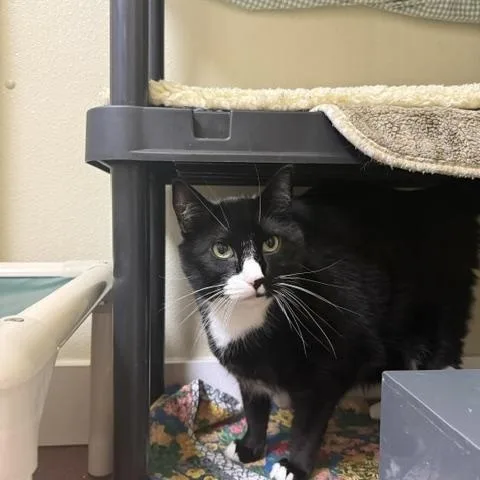An adult extra large-sized male Domestic Short Hair cat named Monroe for adoption in Saranac Lake, NY