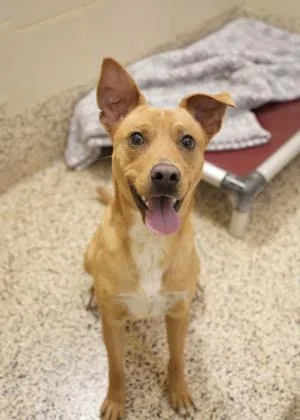 A young medium-sized male Mixed Breed dog named Ronin for adoption in Aiken, SC