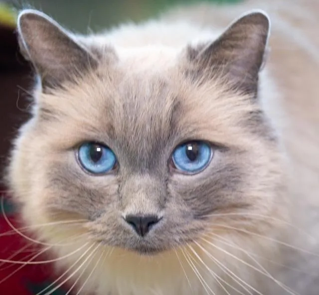 An adult medium-sized male Domestic Long Hair cat named Mylo Maurice for adoption in Boston, MA