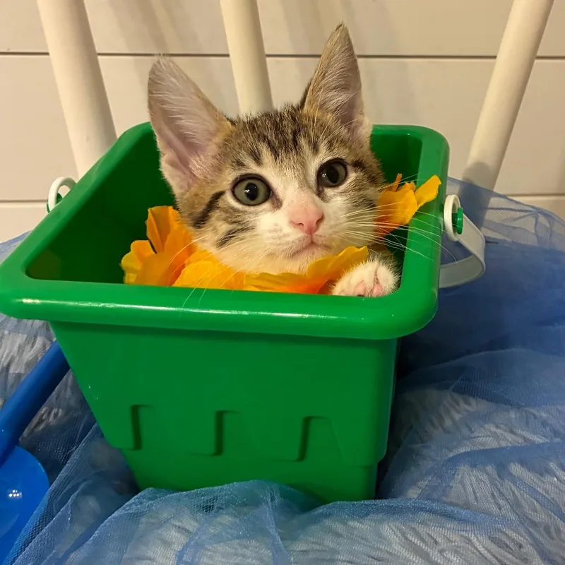 A baby small-sized male Brown / Chocolate Domestic Short Hair cat named Maverick for adoption in Evansville, IN