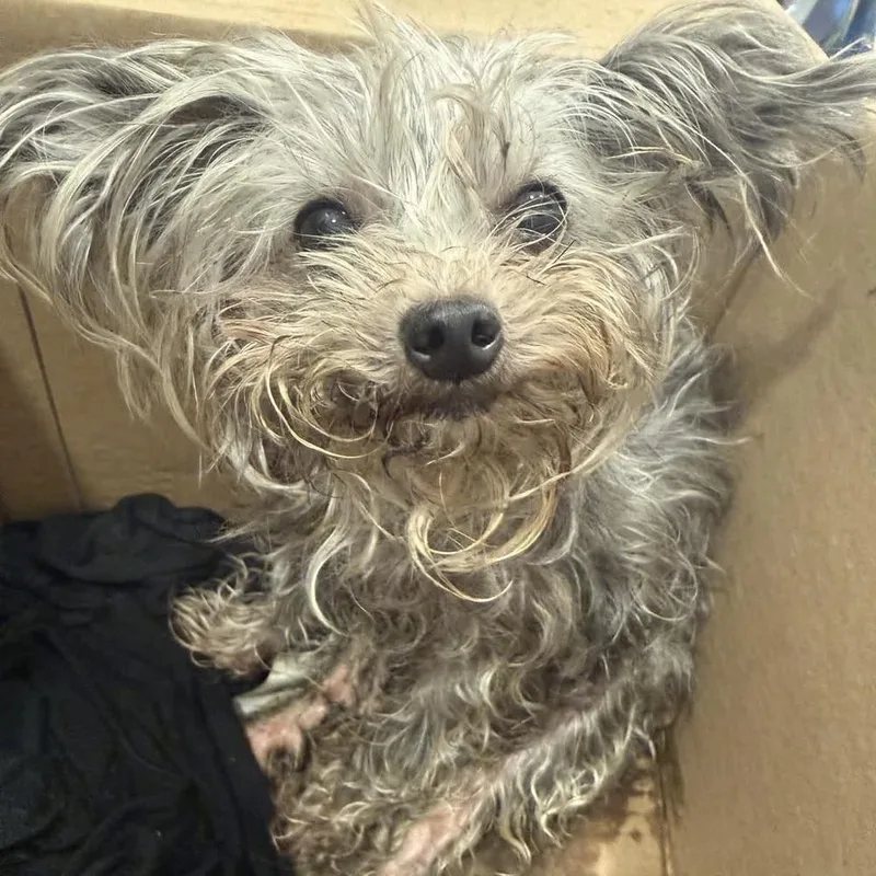 An adult small-sized female Mixed Breed dog named Tyra for adoption in Long Island City, NY