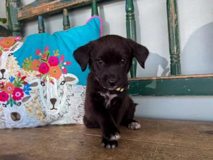 A baby small-sized female Papillon dog named Earth for adoption in San Antonio, TX