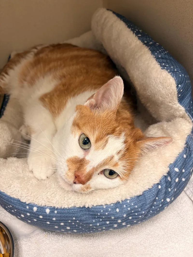 An adult large-sized male Orange & White Domestic Short Hair cat named Yoda for adoption in Hialeah, FL