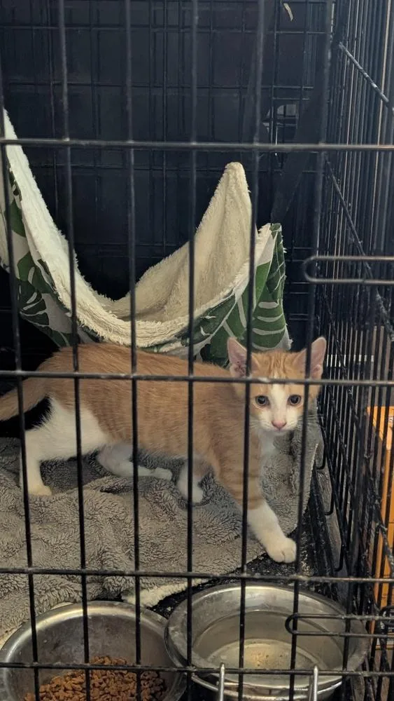 A baby small-sized female Domestic Short Hair cat named Buttercup for adoption in Plymouth, MI
