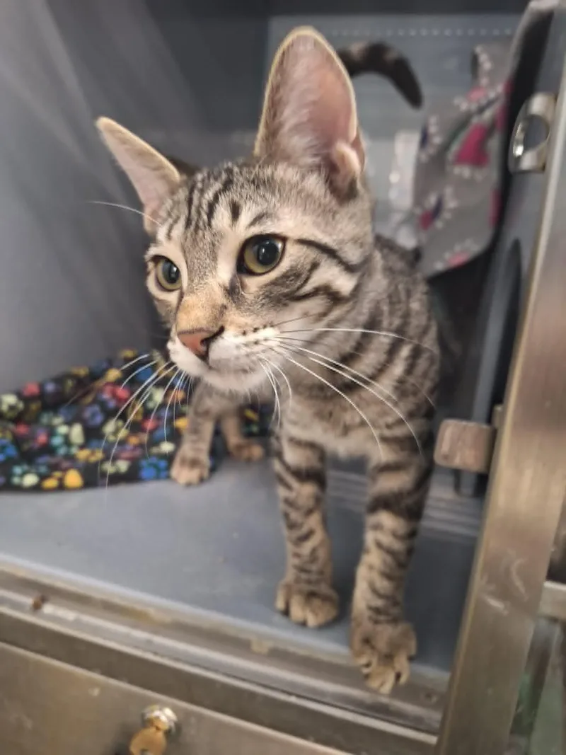 A baby medium-sized male Tabby (Gray / Blue / Silver) Domestic Short Hair cat named Seth for adoption in Spring Brook, NY