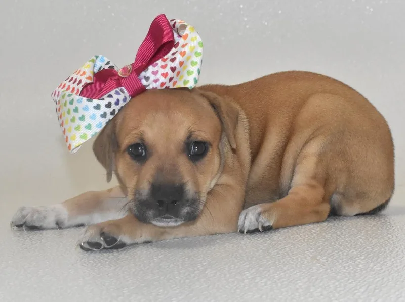 A baby large-sized female Terrier dog named Daisywhisper for adoption in Springfield, OH