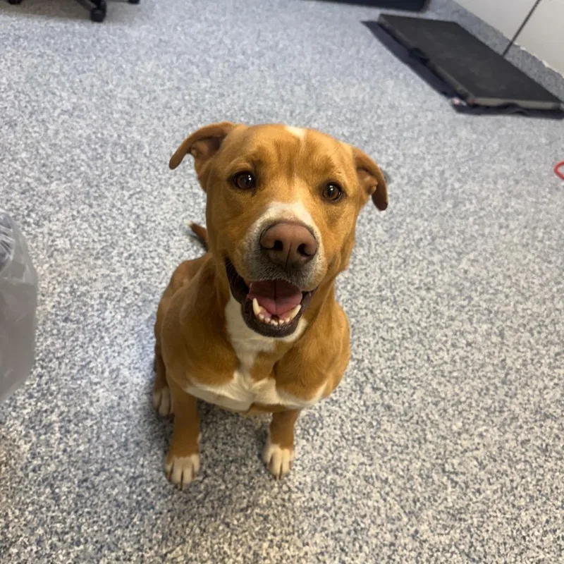 An adult large-sized male Brown / Chocolate Pit Bull Terrier dog named Rock Sha for adoption in Great Falls, MT