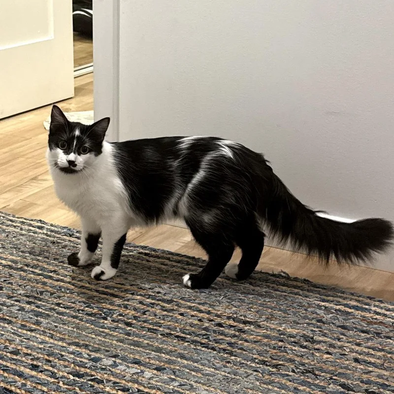 Winnie Harlow thumbnail 2