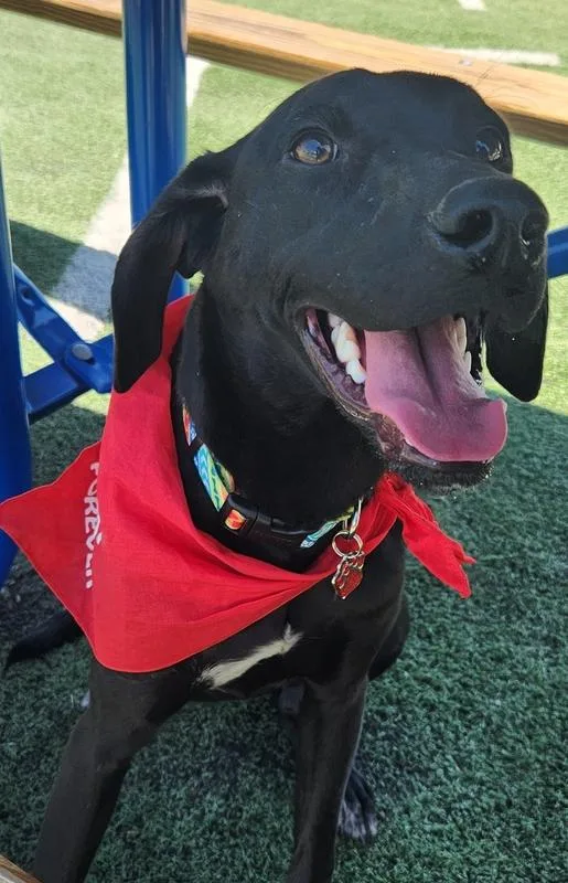 A young medium-sized male Black German Shorthaired Pointer dog named Topaz for adoption in Shawnee, OK