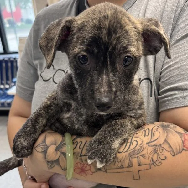 A baby small-sized male Terrier dog named Alfalfa for adoption in Des Moines, IA