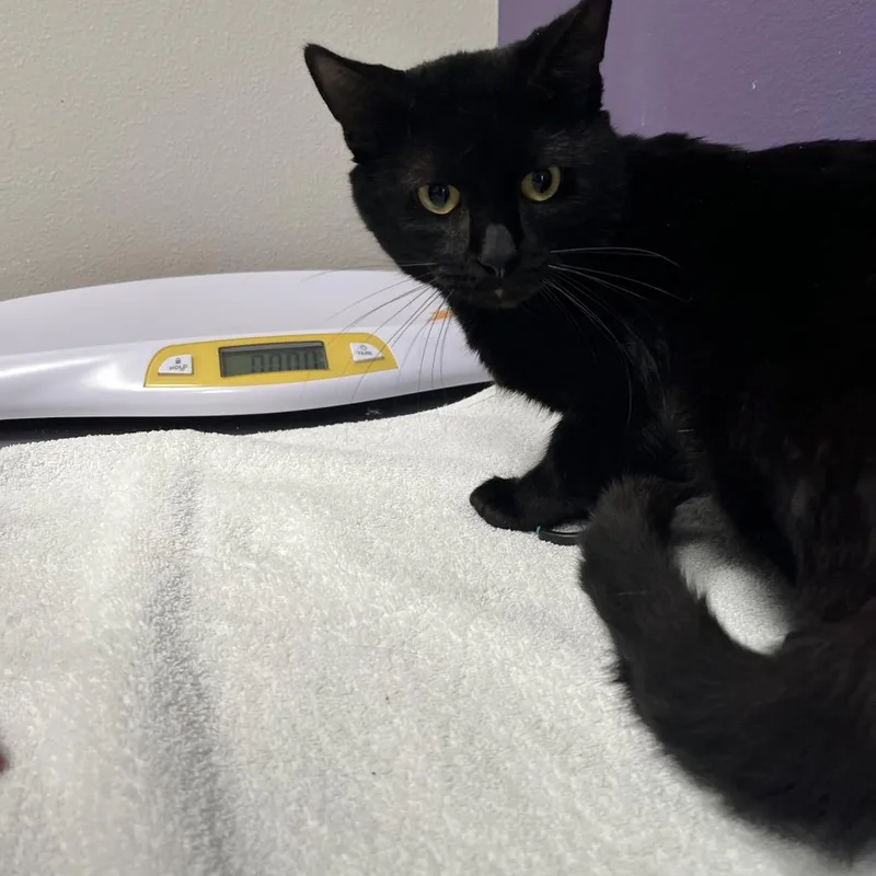 A young medium-sized male Black Domestic Short Hair cat named Elvis for adoption in Englewood, FL