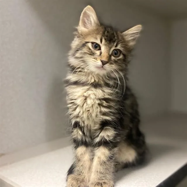 A baby small-sized female Domestic Medium Hair cat named Marie for adoption in Aurora, CO