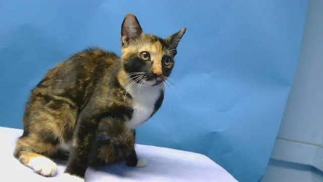 A young small-sized female Domestic Short Hair cat named Munchis for adoption in Gardena, CA