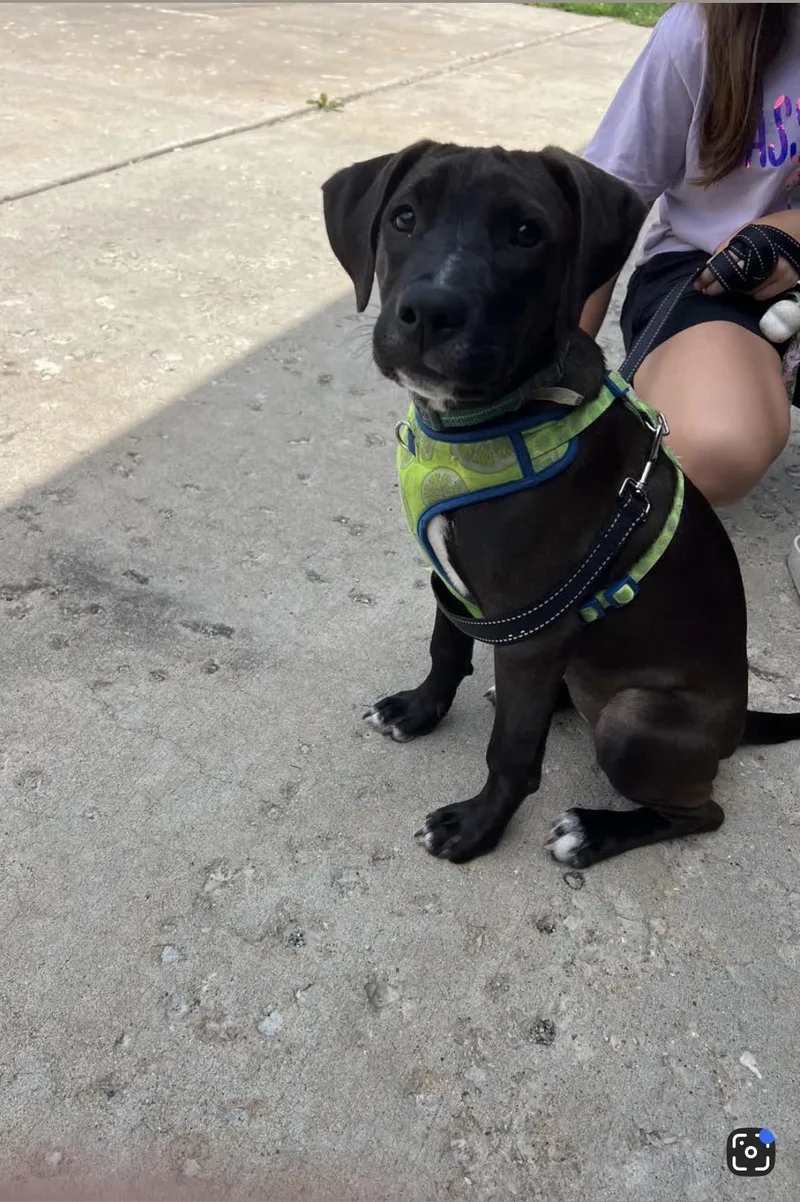A baby medium-sized female Labrador Retriever dog named Josie for adoption in Oswego, IL