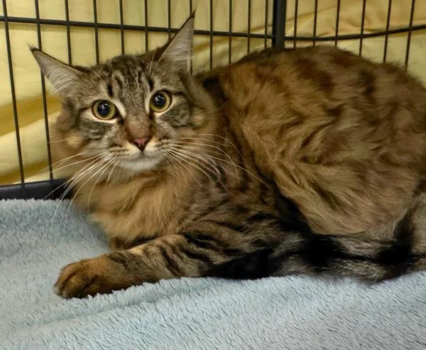 A young small-sized female Domestic Medium Hair cat named Kai for adoption in Novato, CA