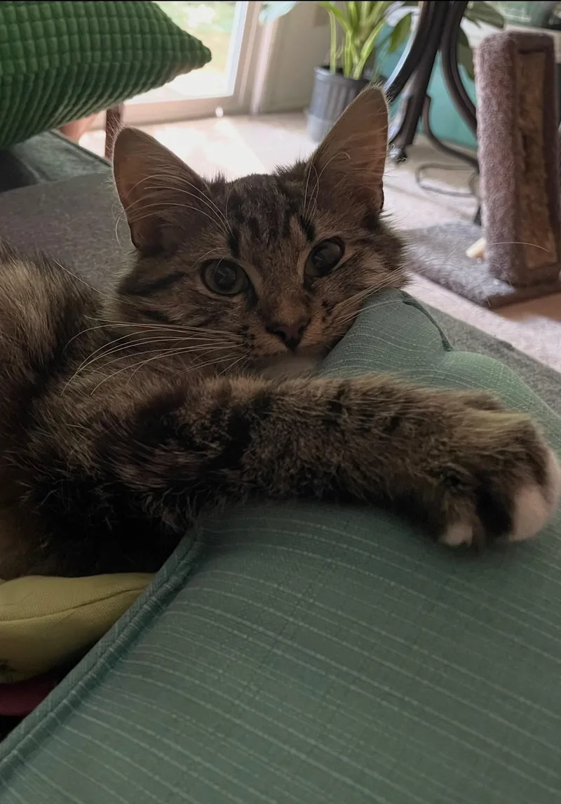 A baby medium-sized male Maine Coon cat named Teddy for adoption in Charlotte, NC