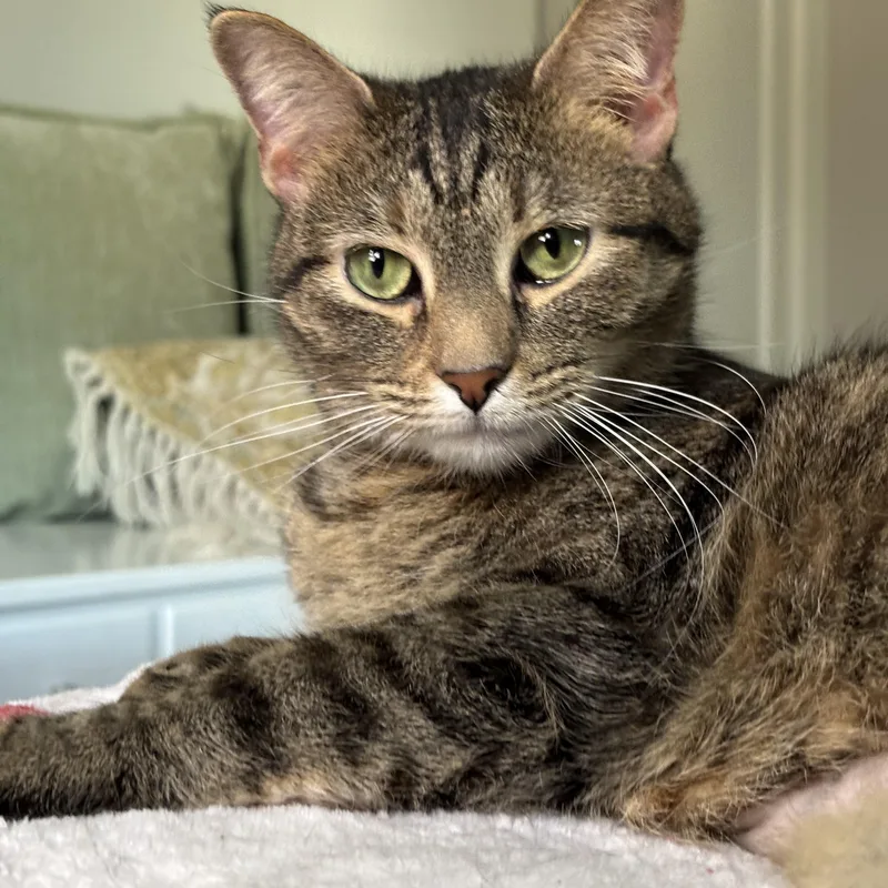 An adult large-sized female Domestic Short Hair cat named Winnie for adoption in Pittsburgh, PA